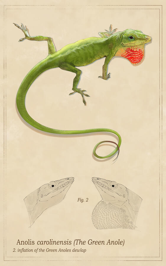 Educational piece of the Anole for class. Educational piece of the Anole for class.